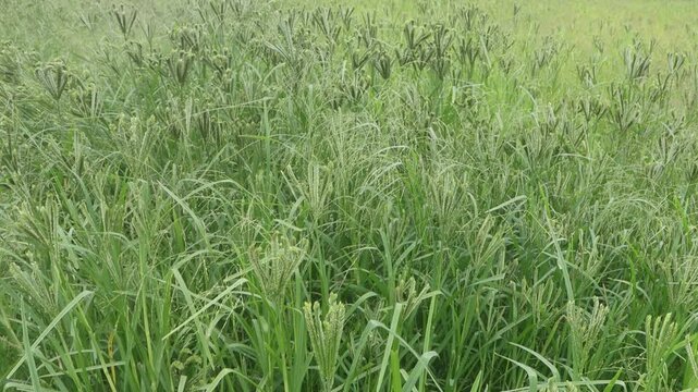Vast agricultural field showcases lush green millet crops thriving under the open sky, promising a bountiful harvest for sustainable farming practices and rural communities.