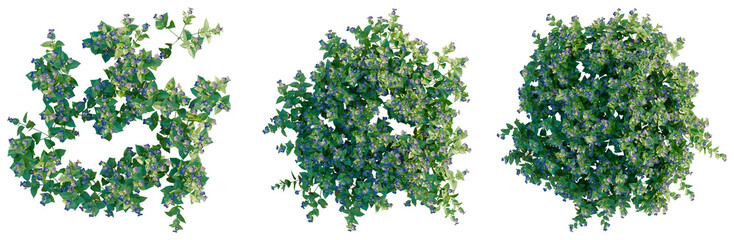 Torenia fournieri tree plan, top view, cutout, transparent background, isolate, Detailed close-up of a lush green fern leaf texture, high resolution photography. © KP Stock