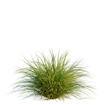 Muhlenbergia rigens tree, elevation, front view, cutout, transparent background, isolate, Delicate Green Grass Texture, High Resolution, Nature Elements, Soft Light, Natural Background