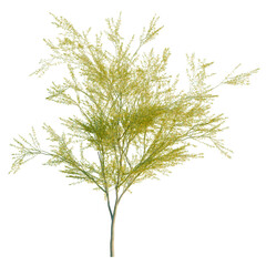 Obraz premium Parkinsonia florida tree, elevation, front view, cutout, transparent background, isolate, Detailed Ginkgo Biloba Leaf Close-Up, Vibrant Autumn Colors, High-Resolution, Natural Texture