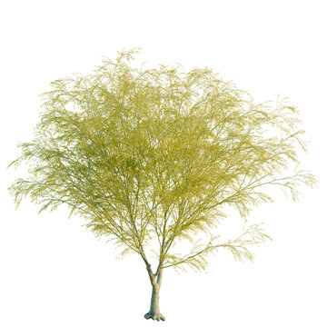Parkinsonia florida tree, elevation, front view, cutout, transparent background, isolate, Detailed Green Leaf Branch, Natural Texture, Close-up, Botanical Illustration, Nature Elements