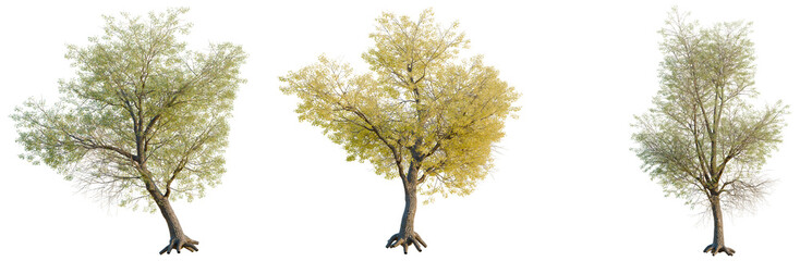 Populus fremontii tree, elevation, front view, cutout, transparent background, isolate, A lone pine tree stands against a cloudy sky, a striking natural landscape image. © DH Tree Stock