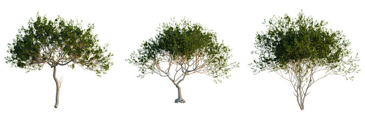 Prosopis chilensis tree, elevation, front view, cutout, transparent background, isolate, Detailed close-up of a large tree trunk with intricate bark texture, nature photography. © DH Tree Stock