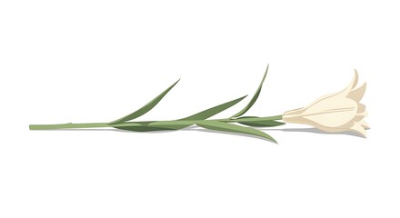 Fototapeta premium White lily flower on white background studio shot