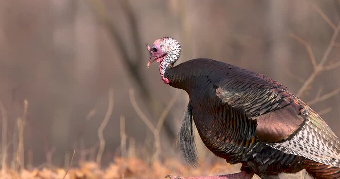 Wild male turkey walking through a forest during mating season