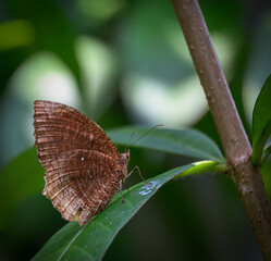 Common Palmfly Butterfly Resting on Green Leaf in Natural Habitat
