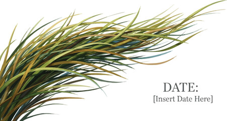 Fototapeta premium A close-up view of a bunch of grass with varying shades of green and yellow on a white background