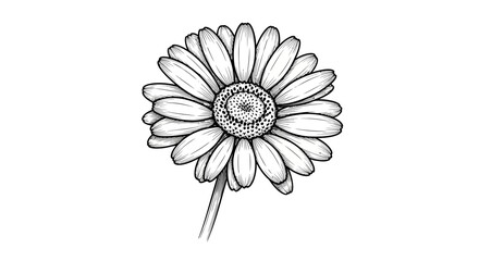 Fototapeta premium Hand-drawn Daisy Flower Illustration: Black and White Botanical Sketch