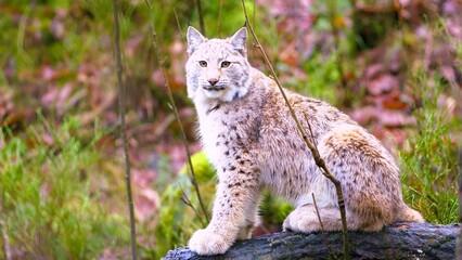 lynx in the snow © YADAV