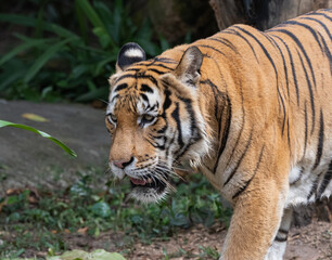 Tiger walking in tropical rainforest wilderness habitat