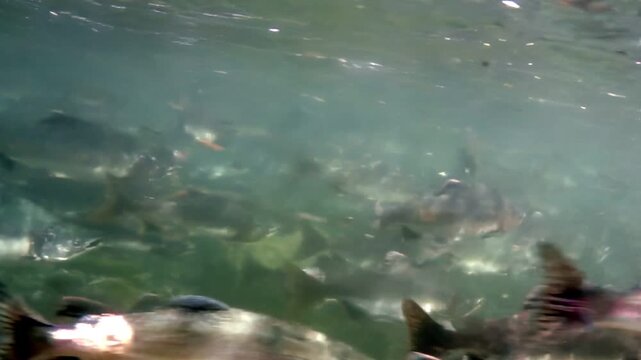 Witness the mesmerizing Salmon migration. Scores of fish swim upstream in a clear, rushing River. Nature's spectacle unfolds beneath the shimmering, emerald currents.