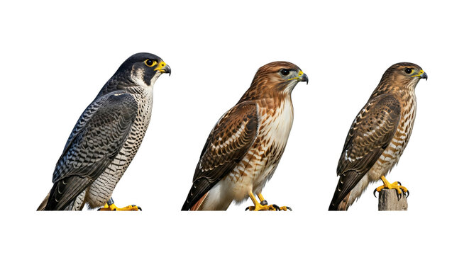 Three different types of falcons standing side by side isolated on transparent background