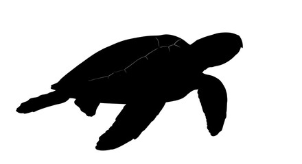 Fototapeta premium Black silhouette of a sea turtle.