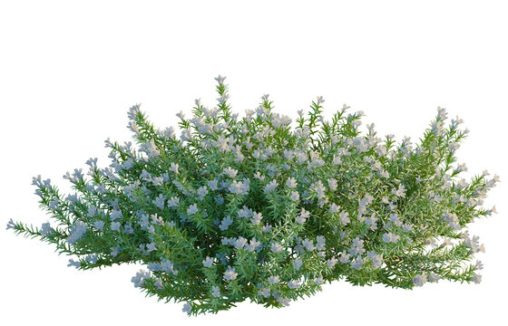 Lithodora diffusa tree, elevation, front view, cutout, transparent background, isolate, Detailed sprig of rosemary herb, natural texture, close-up view for food or cosmetic design
