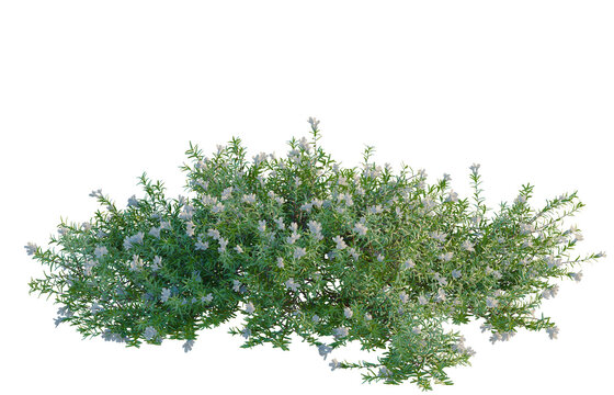 Lithodora diffusa tree, elevation, front view, cutout, transparent background, isolate, Fresh Rosemary Sprig on White Background - Culinary Herb for Food and Natural Beauty