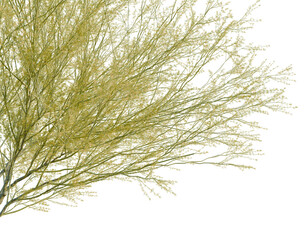Obraz premium Parkinsonia florida tree, corner view, cutout, isolate, transparent background, Detailed Branch of a Flowering Tree, Close-Up Photography for Natural Backgrounds and Textures