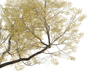 Fototapeta premium Populus fremontii tree, corner view, cutout, isolate, transparent background, Detailed close-up of a large oak tree branch with rough bark and leaves.