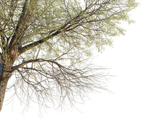 Populus fremontii tree, corner view, cutout, isolate, transparent background, Detailed close-up of a bare tree branch against a bright background, nature photography