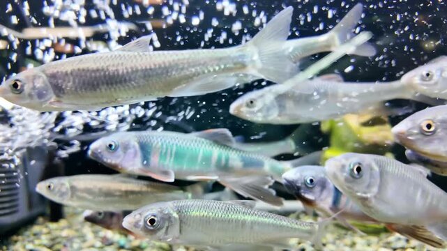 水槽に入った川魚の群れ