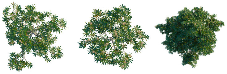 Banksia serrata tree plan, top view, cutout, transparent background, isolate, Detailed Spruce Tree...
