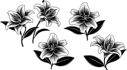 Obraz premium Black Lily Flower Engraving Vector Set with Elegant Botanical Blooms and Leaves for Vintage Floral Designs Logos Tattoos and Decorative Art