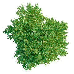 Obraz premium Goodenia ovata tree plan, top view, cutout, transparent background, isolate, Detailed close-up of vibrant green fern leaves, perfect for nature and botanical themes