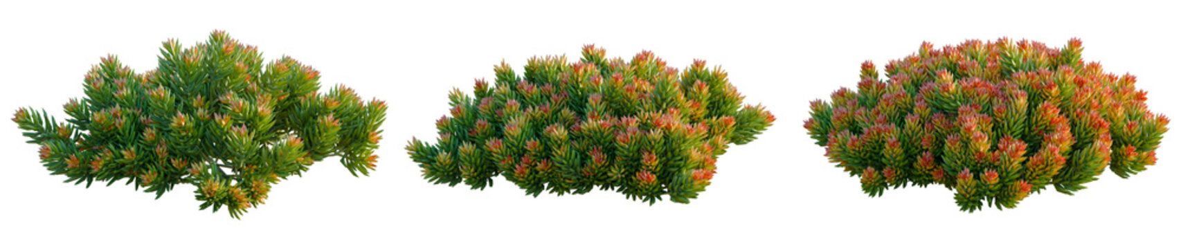 Sedum rupestre Angelina tree, elevation, front view, cutout, transparent background, isolate, Vibrant Reddish-Green Plant Close-Up, Detailed Texture, Natural Beauty, Botanical Detail, Garden Life