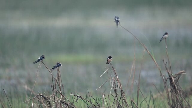 Two barn swallows perched on dry reed stems in wetland