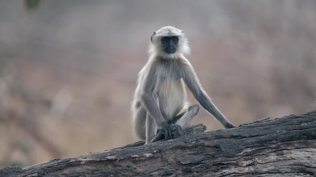 Gray langur monkey sitting on log in Indian wildlife reserve