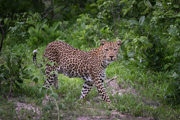 Majestic female African Leopard (Panthera pardus) walking through green bushveld and looking at camera