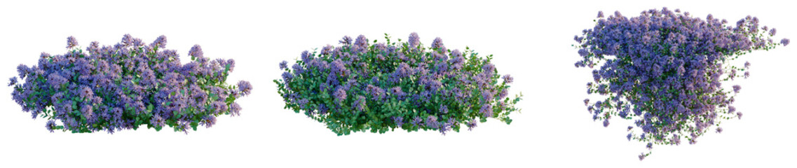 Obraz premium Thymus serpyllum tree, elevation, front view, cutout, transparent background, isolate, Vibrant Lavender Field Landscape, Purple Hues, Floral Beauty, Natural Scenery, Summer Bloom