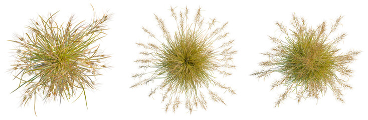 Themeda triandra tree plan, top view, cutout, transparent background, isolate, Close-up of tender green sprouts growing in a field, vibrant spring agriculture, nature scene