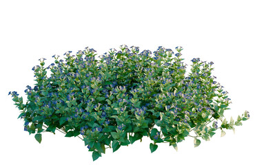 Obraz premium Torenia fournieri tree, elevation, front view, cutout, transparent background, isolate, Fresh green leaves and stems, studio shot, perfect for background and design elements