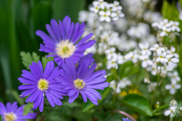 Obraz premium Anemone blanda Grecian winter windflower flowers in bloom, beautiful ornamental blue purple violet plant in bloom in springtime
