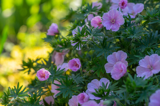 Geranium sanguineum Striatum beautiful ornamental park flowering plant, group of light pink white flowers in bloom