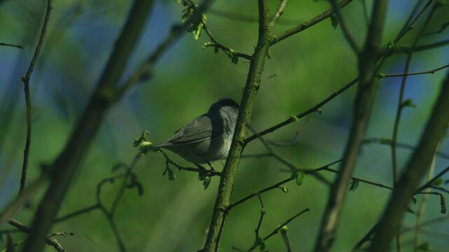 Close wildlife footage of a male blackcap resting on a thin tree branch among fresh green leaves in a natural woodland setting in the United Kingdom.