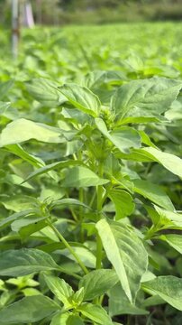 Vertical close up of fresh basil leaves highlights clear texture and visible veins, with continuous basil planting filling the entire scene. Aromatic greenery.
