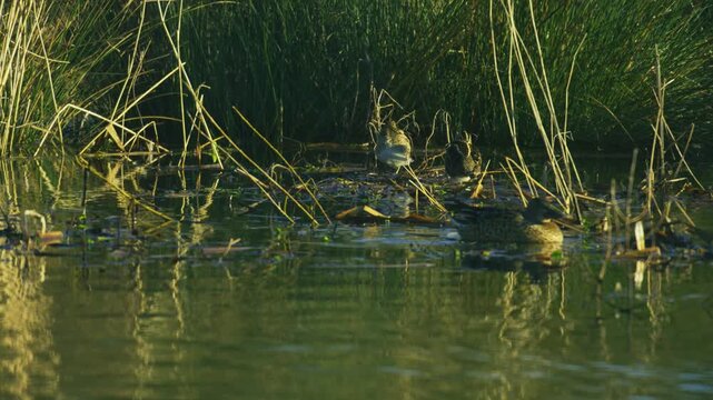 Common Snipe resting at the edge of a lake among reeds and wetland vegetation in natural habitat during warm evening light.