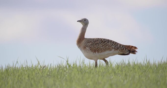 A female great bustard, moving across the meadow during the spring breeding season, in La Mancha, Spain.