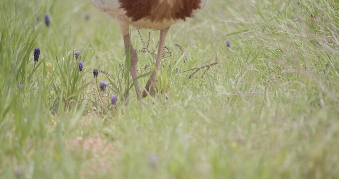 Close-up of the legs of a male great bustard, in the meadow during the spring breeding season, in La Mancha, Spain.