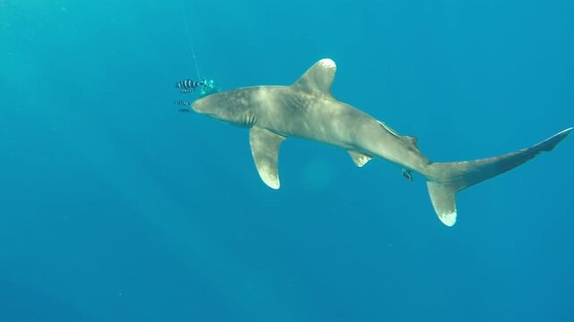 An elegant Carcharhinus longimanus, or Oceanic Whitetip shark glides effortlessly through azure waters. Pilot fish flutter nearby, seemingly guiding the shark's journey.