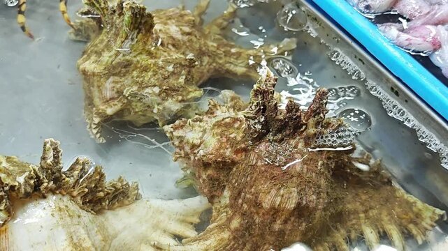 Conch, Murex shell or Spiny murex.