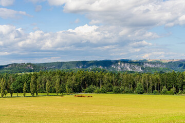 Fototapeta premium Herd of cows feeding on pasture in Saxon Switzerland Germany. Idyllic rural landscape with rolling hills, scenic mountain backdrop. Outdoor, farming, nature travel concept.