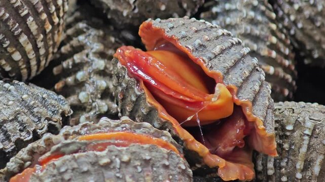 Fresh raw cockles in market.