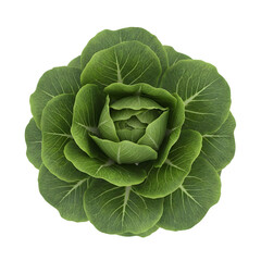 Obraz premium Fresh green cabbage head whole vegetable leafy organic produce food isolated on transparent background