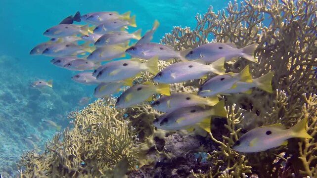 In shimmering sunlight, a mesmerizing school of bluestripe snappers gracefully swims beside a vibrant coral reef. The stunning underwater ecosystem thrives in the Red Sea.