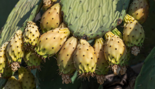 Close-up of ripening prickly pear fruits, Opuntia ficus-indica, showing yellow tones, spines, and natural textures in warm sunlight