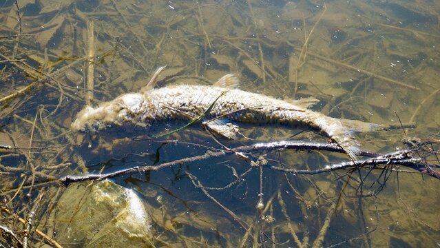 Dead fish floating on a water surface