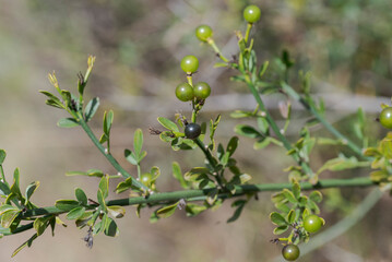 Detail of Wild jasmine, Jasminum fruticans, branch with green berries and small leaves. Photo taken in Parque natural Hoces del r&iacute;o Durat&oacute;n, Segovia, Spain