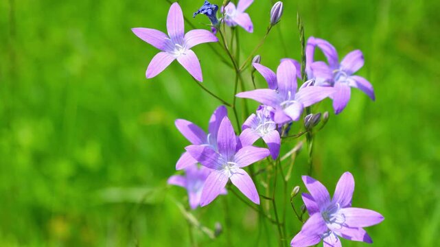 Close-Up Of Blooming Campanula Patula Spreading Bellflower In Sunlit Forest Glade, Delicate Purple Bell-Shaped Wildflowers Swaying In Summer Woodland Breeze, Soft Natural Light, Botanical Nature Scene